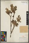 Foto von Salix oritrepha C. K. Schneid.